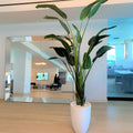 2.74 m Paradise Bird with Ben Pot in Glossy White