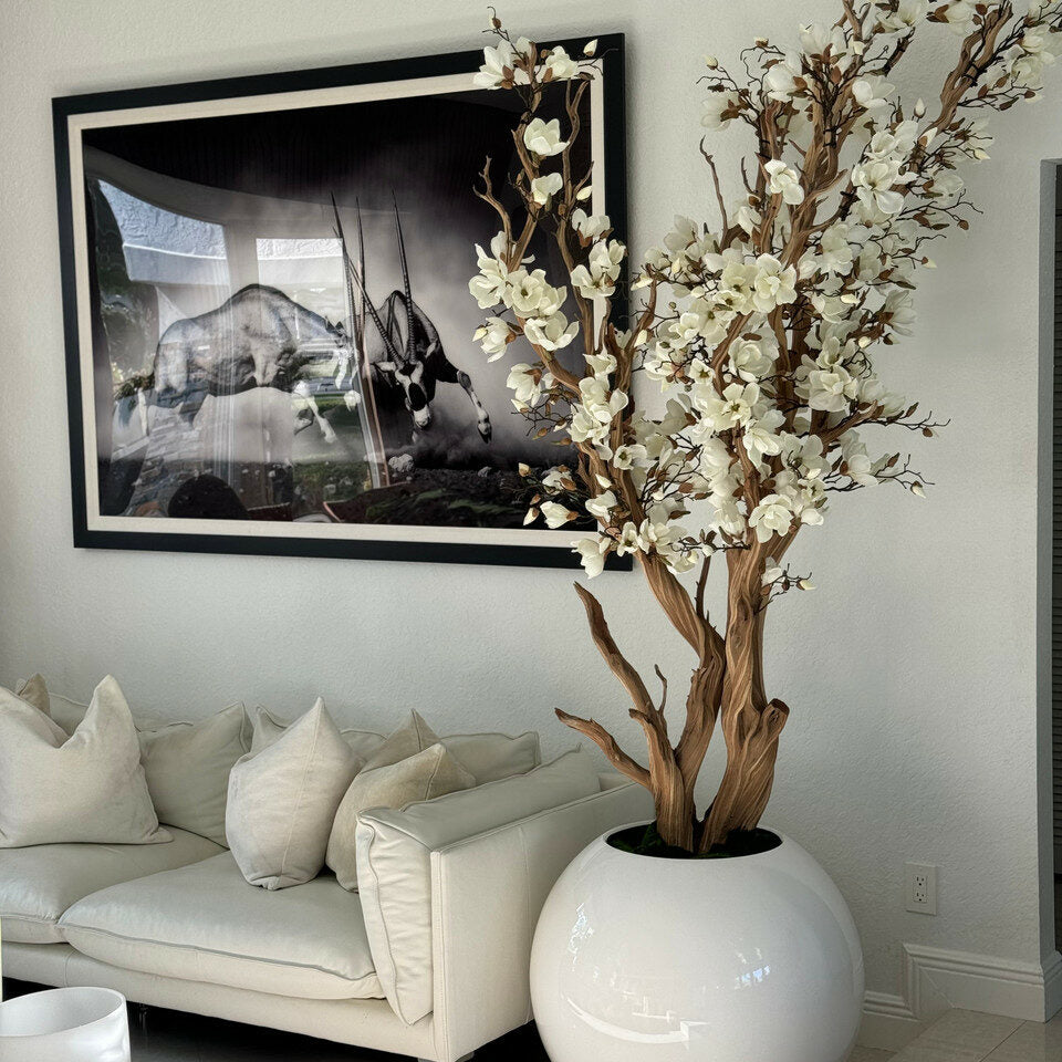 White magnolia tree in shiny white globe pot, 76 cm