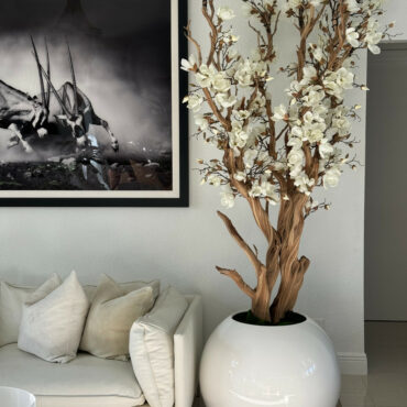 White magnolia tree in shiny white globe pot 30″